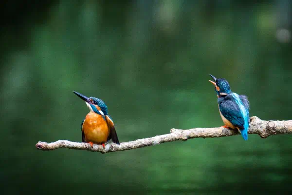 和翠鳥有約,土城翠湖生態攝影初體驗