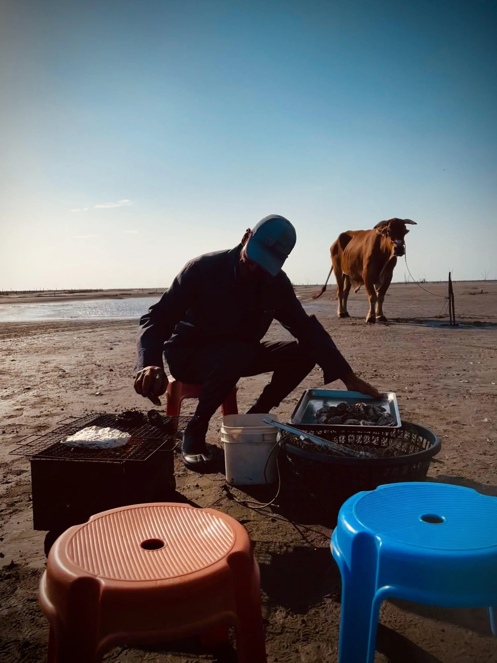 彰化海牛採蚵生態旅遊:芳苑海牛車伯