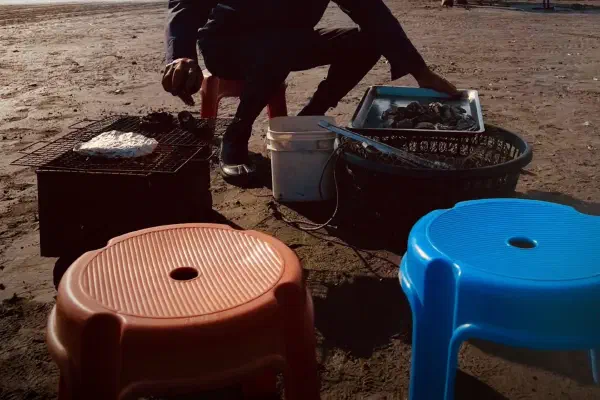 彰化海牛採蚵生態旅遊:芳苑海牛車伯