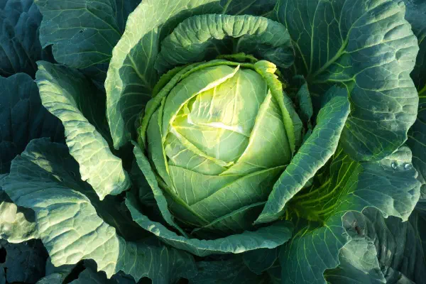 十字花科的高麗菜為什麼叫高麗菜?和韓國有關係嗎?