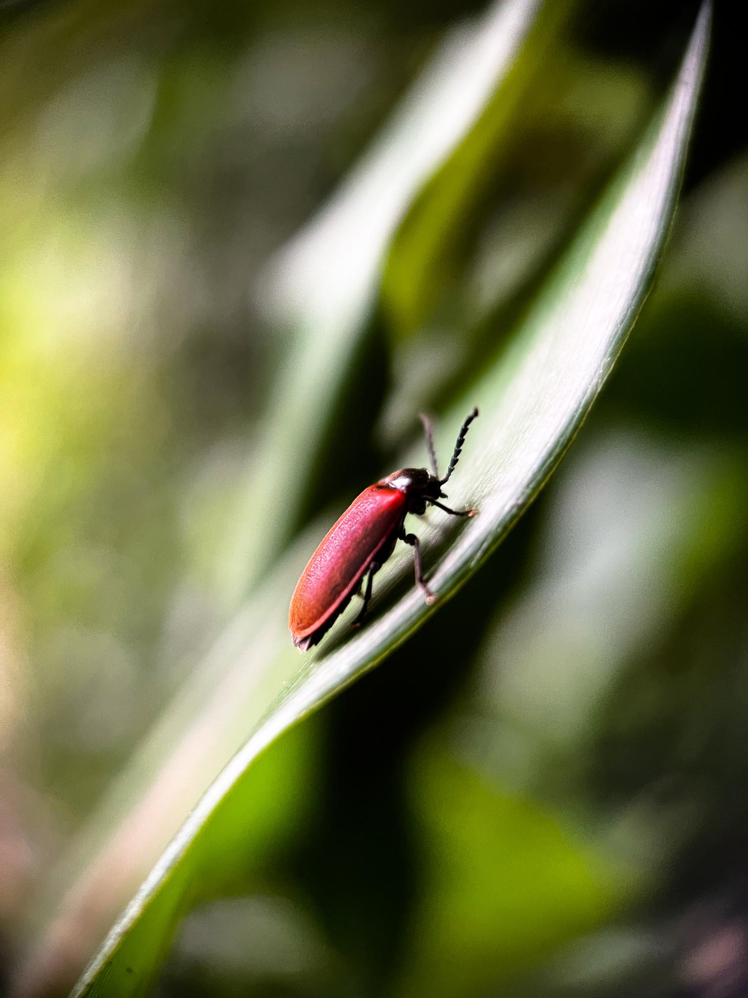 iPhone 13 Pro Max 手機微距攝影昆蟲的小小世界